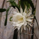 満月の下の花