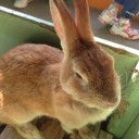一人動物園