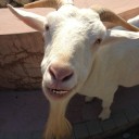 一人動物園