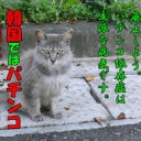 やおちょうなのに・・・