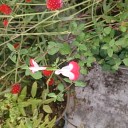 死んだ魚の目