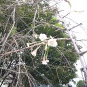 【狂い】染井吉野【咲き】