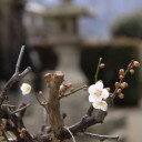 寒梅
