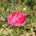 2013年11月16日の日記