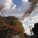 紅葉狩り