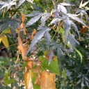 紅葉狩り