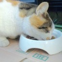 三毛猫みーやん