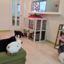 日曜　〓イオンと猫と〓