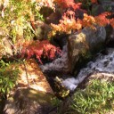 徳川園の紅葉