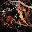 写真　〔 紅葉編 〕