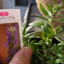 年末だし衝動買い