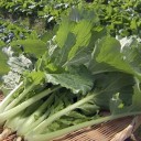 美味しさ抜群！奈良の伝統野菜「大和まな」