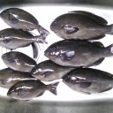 納竿ついで釣行