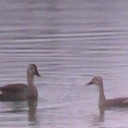 新春野鳥観察！