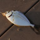 魚釣り