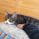 木曜　〓猫とプラモと〓