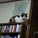 Pauper PE。