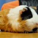 ３歳になりました。