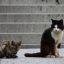 石段に猫