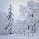 モーグルはショーなの？