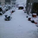 雪ねこ