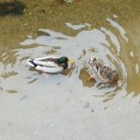 近所の川にて