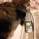 最近の愛猫