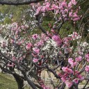 伊丹緑ヶ丘公園の梅
