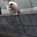 やつら