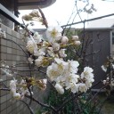 暖地サクランボの受粉