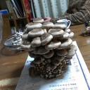 収穫祭その２