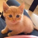 ねこの
