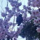 [日常] 神社巡り