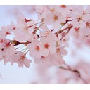 桜の季節