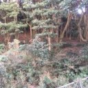 町内引き籠もり♪