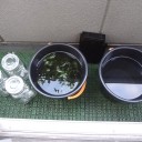 *月**日の日記　飼育***日目　その2
