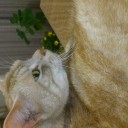 デッキ ゆきだまマーックス!!!!!!