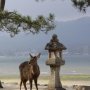鹿の棲む島