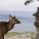 鹿の棲む島