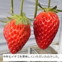 イチゴ狩り行ってきましたー！！…そう、それは大雪の日。