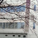 桜が開花！