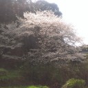 かめ雫　極