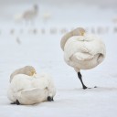 やって来た
