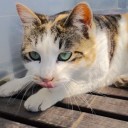 三毛猫みーやん
