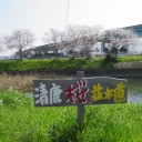 さくら満開＆さくらてりたま