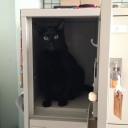日曜　〓買い物と猫と〓