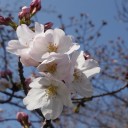 今年もまた