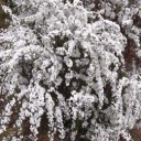 我が家の水仙＆雪柳２０１４動画公開～！！