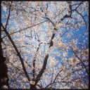 Spring　has　came♪