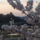 開花情報的な